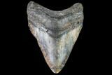 Fossil Megalodon Tooth - North Carolina #109013-1
